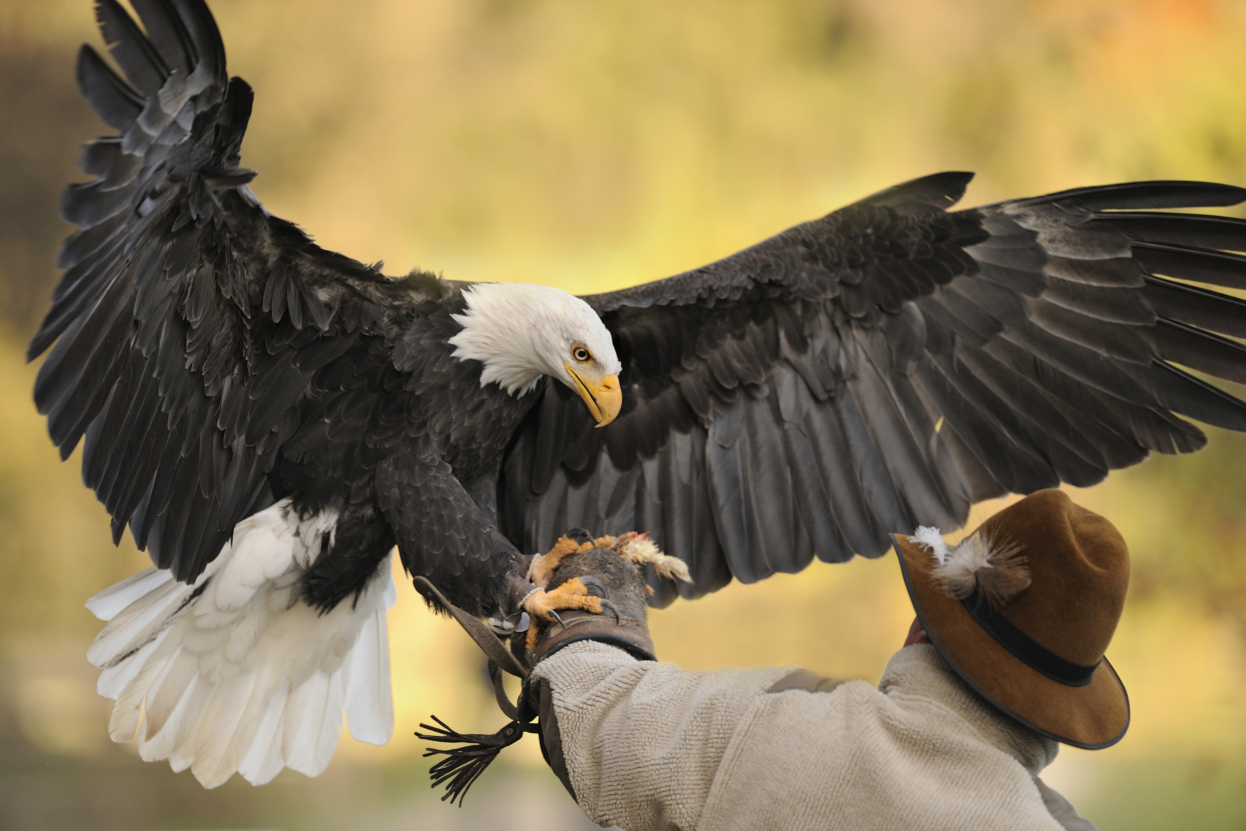 Wildpark Poing Flugschau Leider haben wir keinen Alternativtext zu diesem Bild, aber wir arbeiten daran.