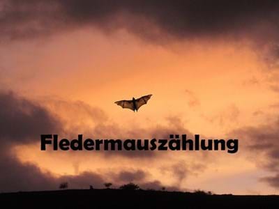2020-05-22 Fledermauszählung Webseite.jpg