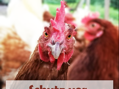 Schutz vor Geflügelpest