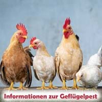 Informationen zur Geflügelpest