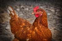 Geflügelpest Huhn.jpg