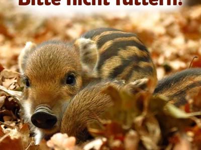 2021-10-12 Wildschweine nicht füttern.jpg
