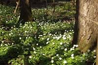 2023-02-28 Anemone nemorosa.JPG