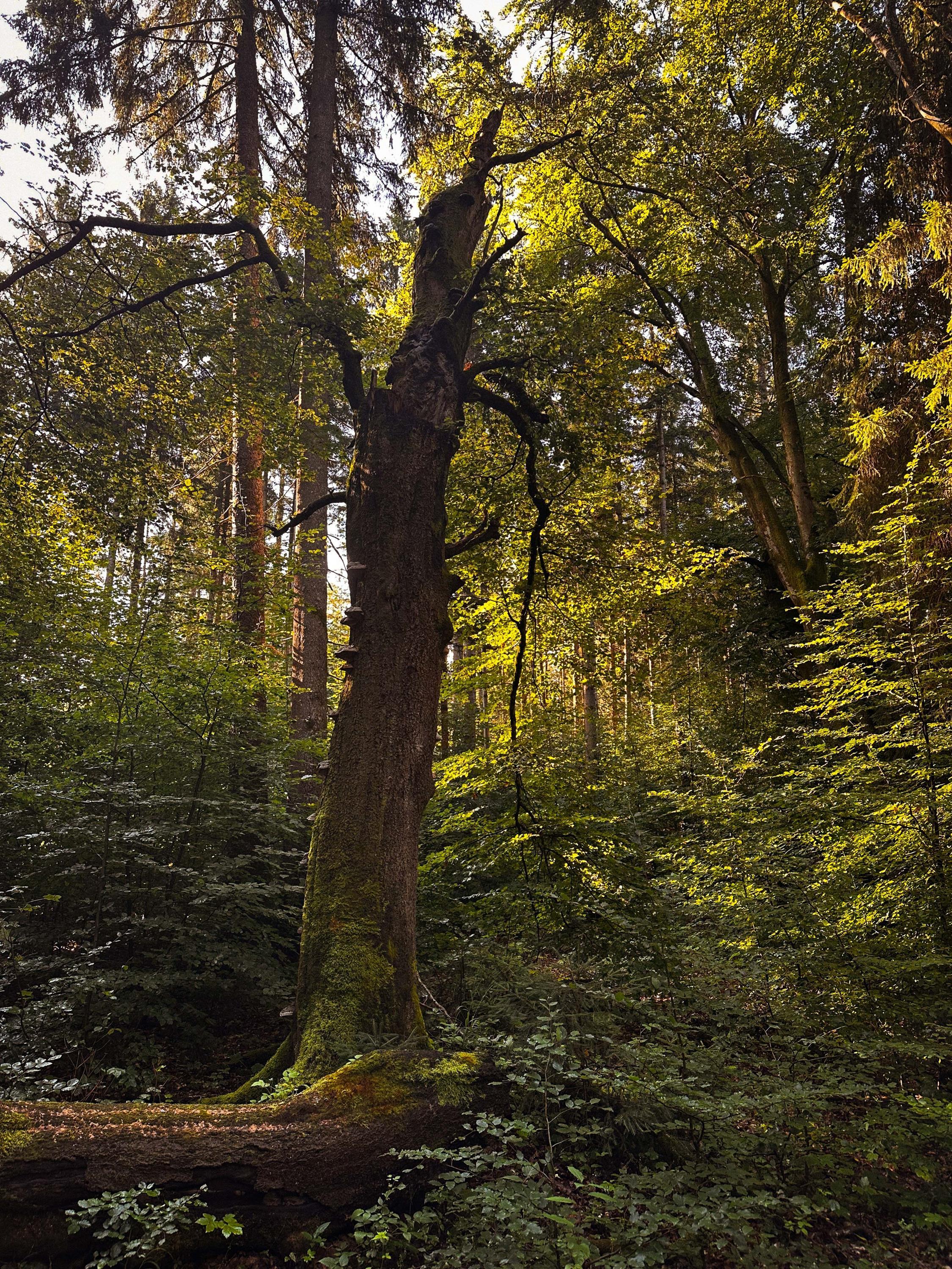  Kommunen im Landkreis Ebersberg stellen Klimaziele vor