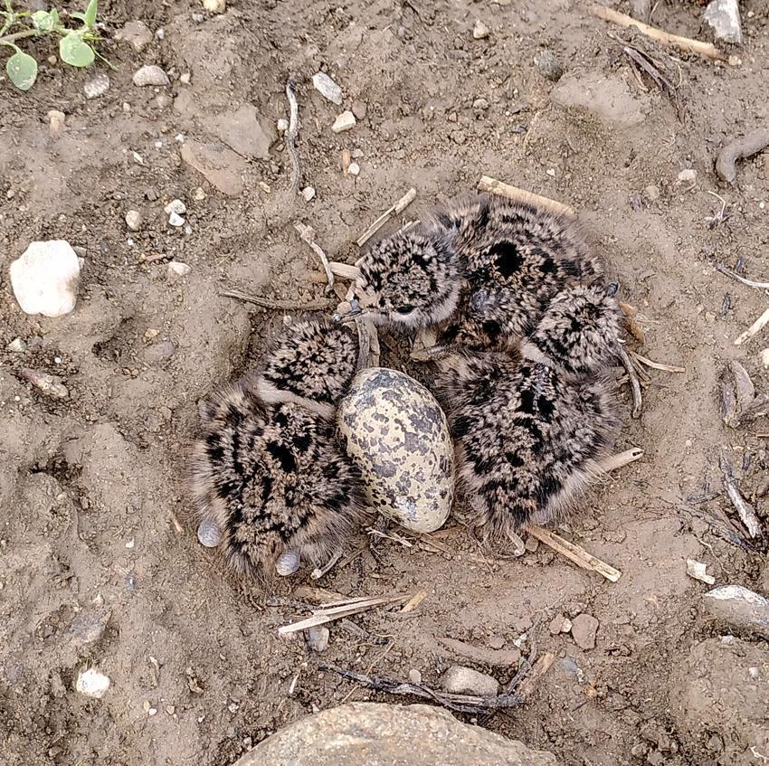 Die Kiebitze brüten wieder im Landkreis Ebersberg