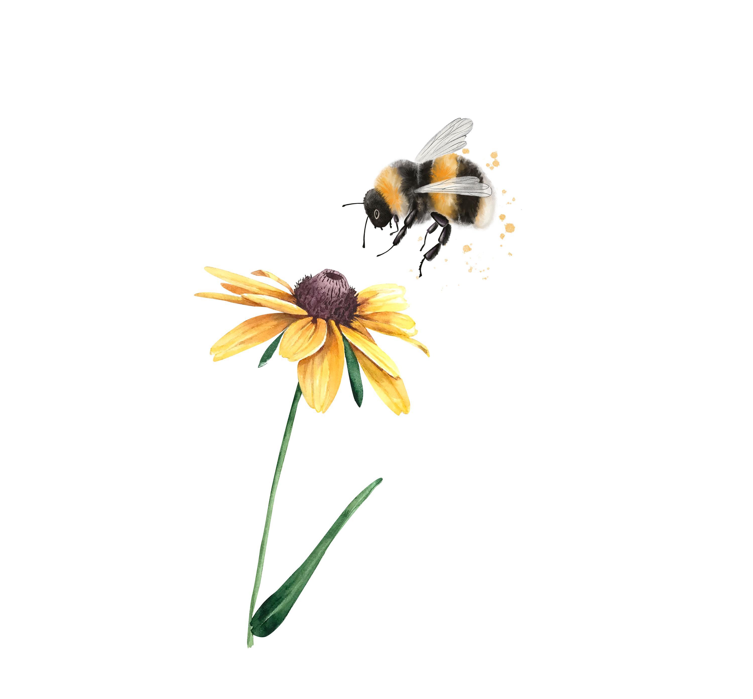 Ausstellung „Hummeln – Bienen im Pelz“ im Landratsamt Ebersberg