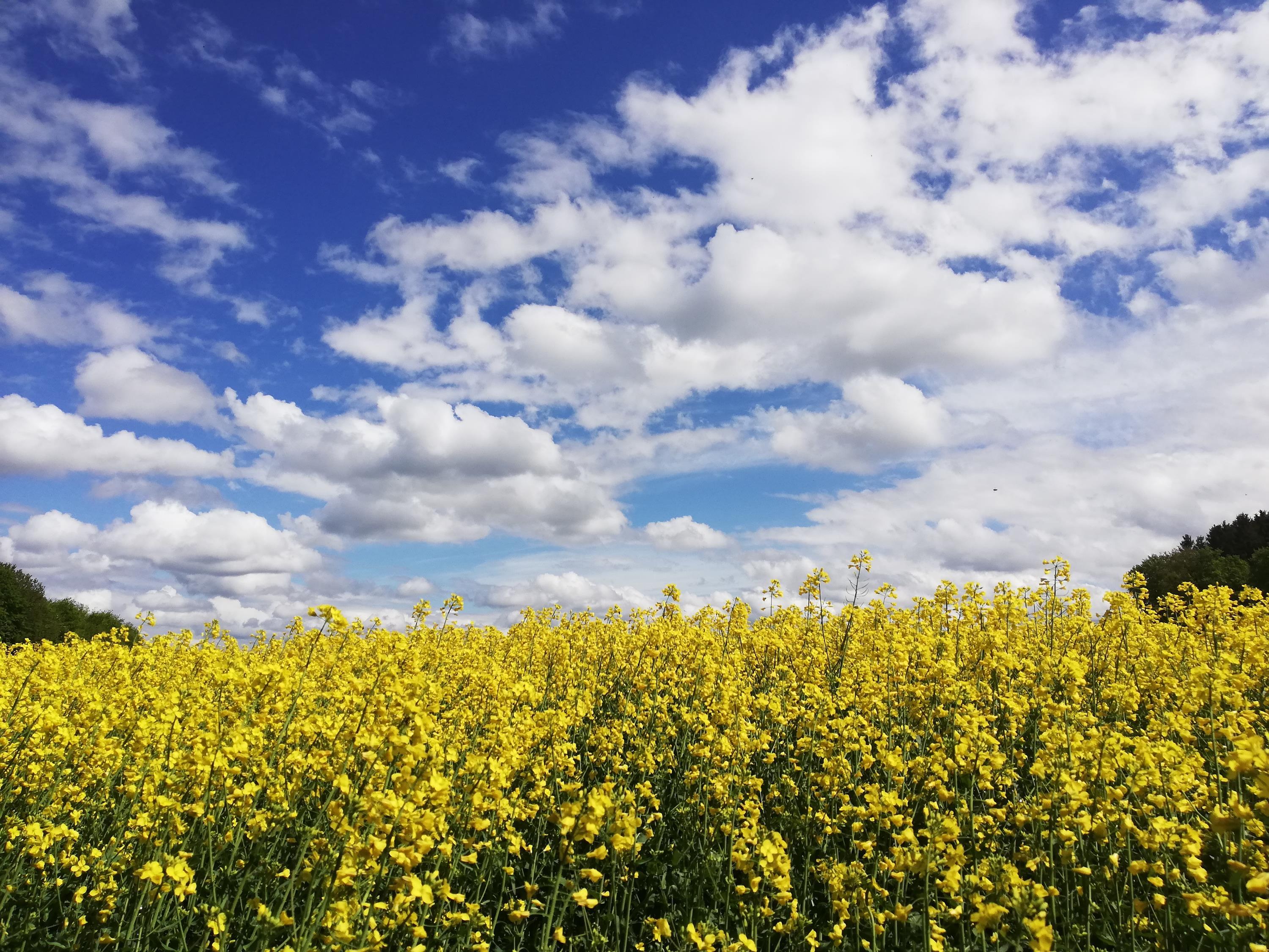 Hermina Rausl Hermina Rausl