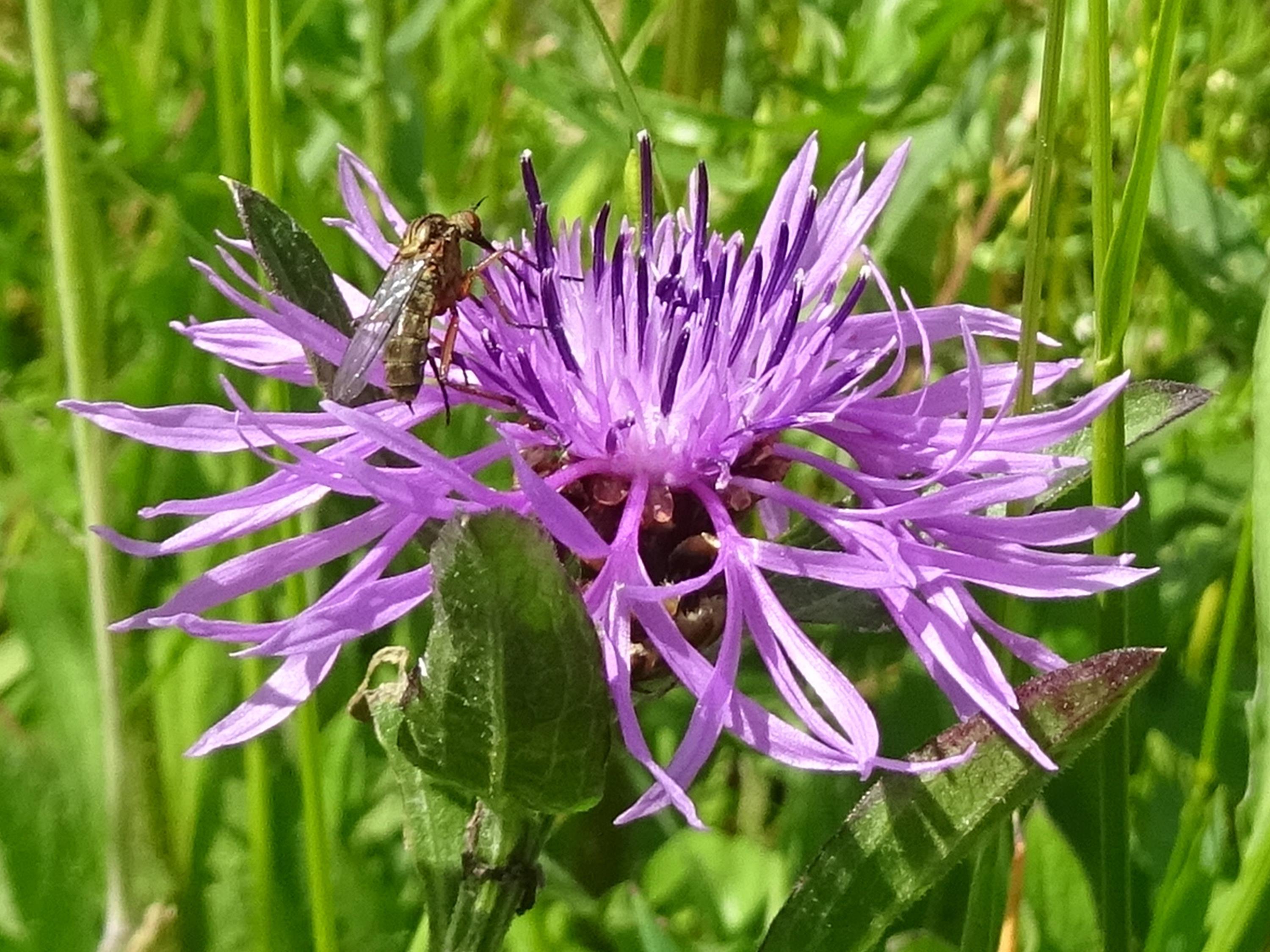 Ulrike Kirschner: Streuobstwiese am Kreuzbergweg Ulrike Kirschner: Streuobstwiese am Kreuzbergweg