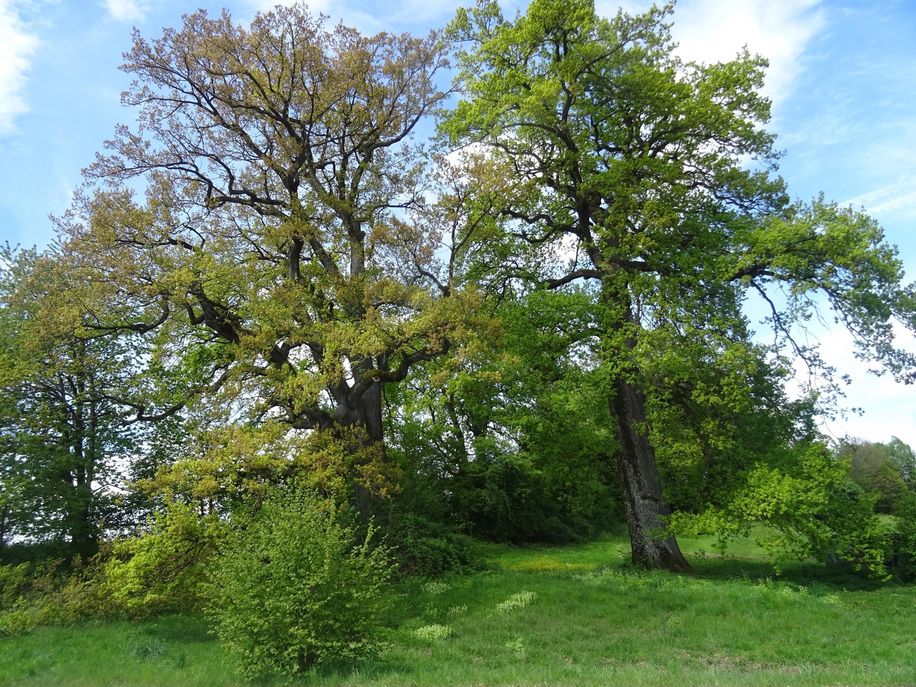 Ulrike Kirschner Ulrike Kirschner