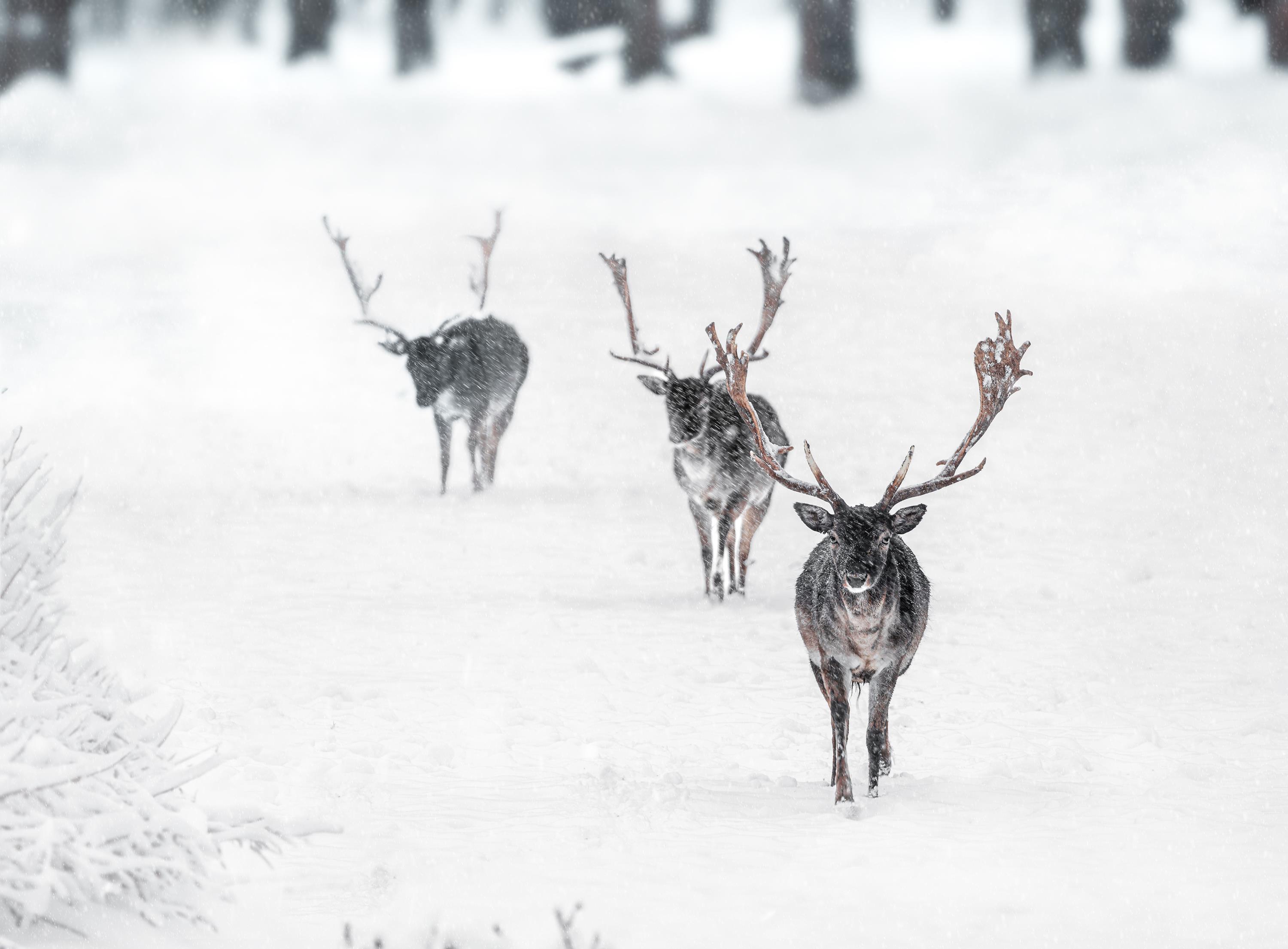 Daniel Wieczorek Daniel Wieczorek