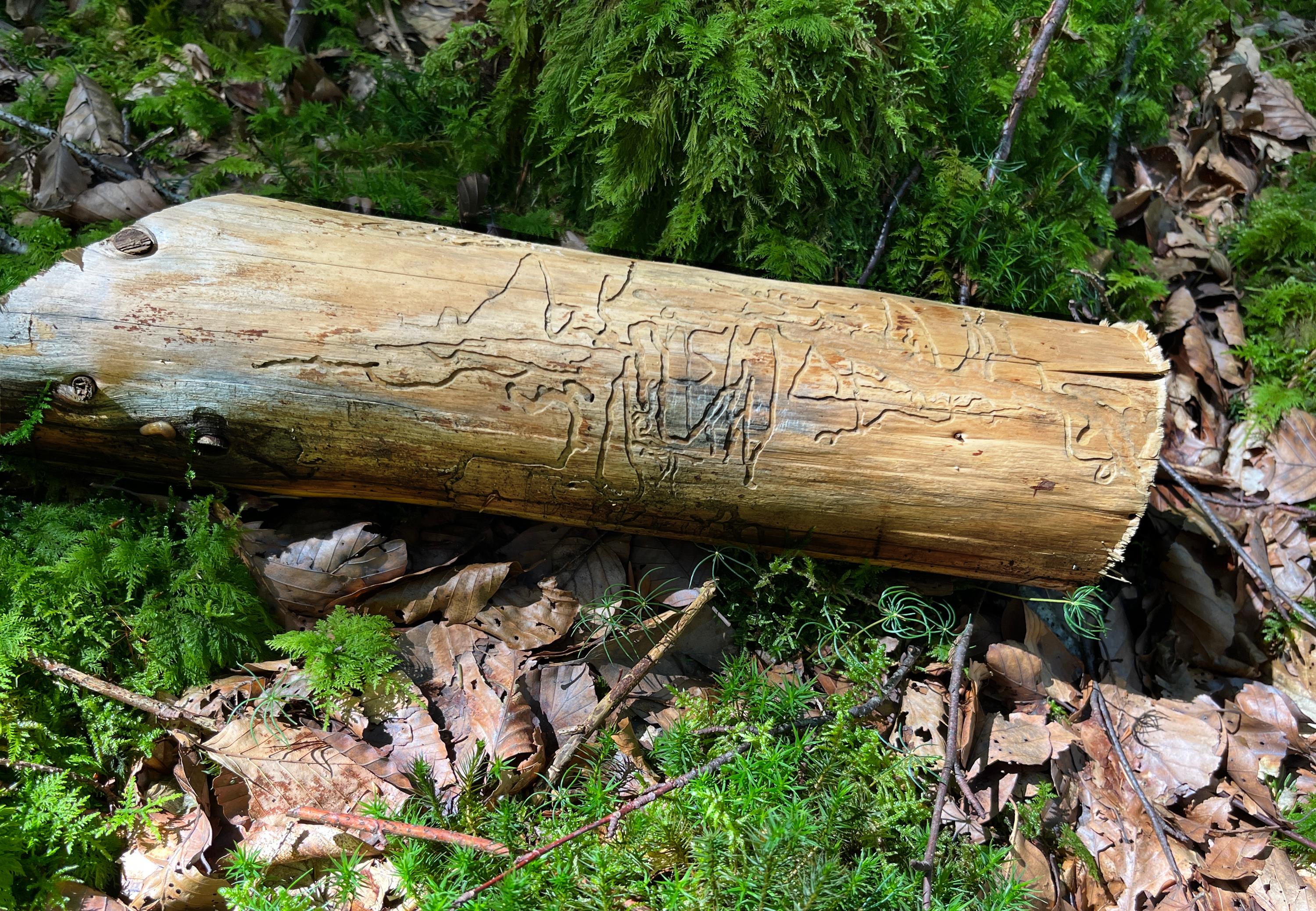 Peter Kuhn: Geheimschrift des Waldes Peter Kuhn: Geheimschrift des Waldes