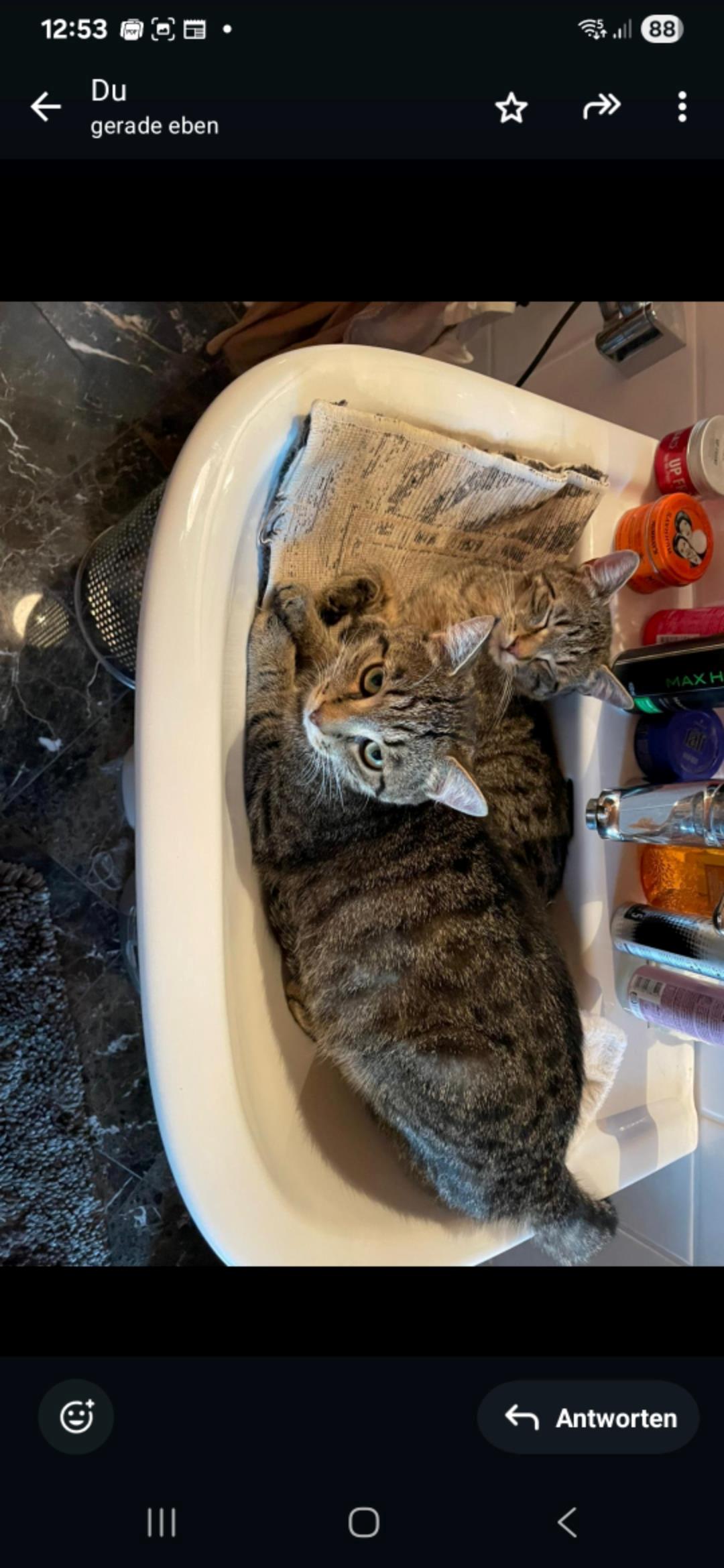 Ewald Groß: Katzenwäsche Ewald Groß: Katzenwäsche