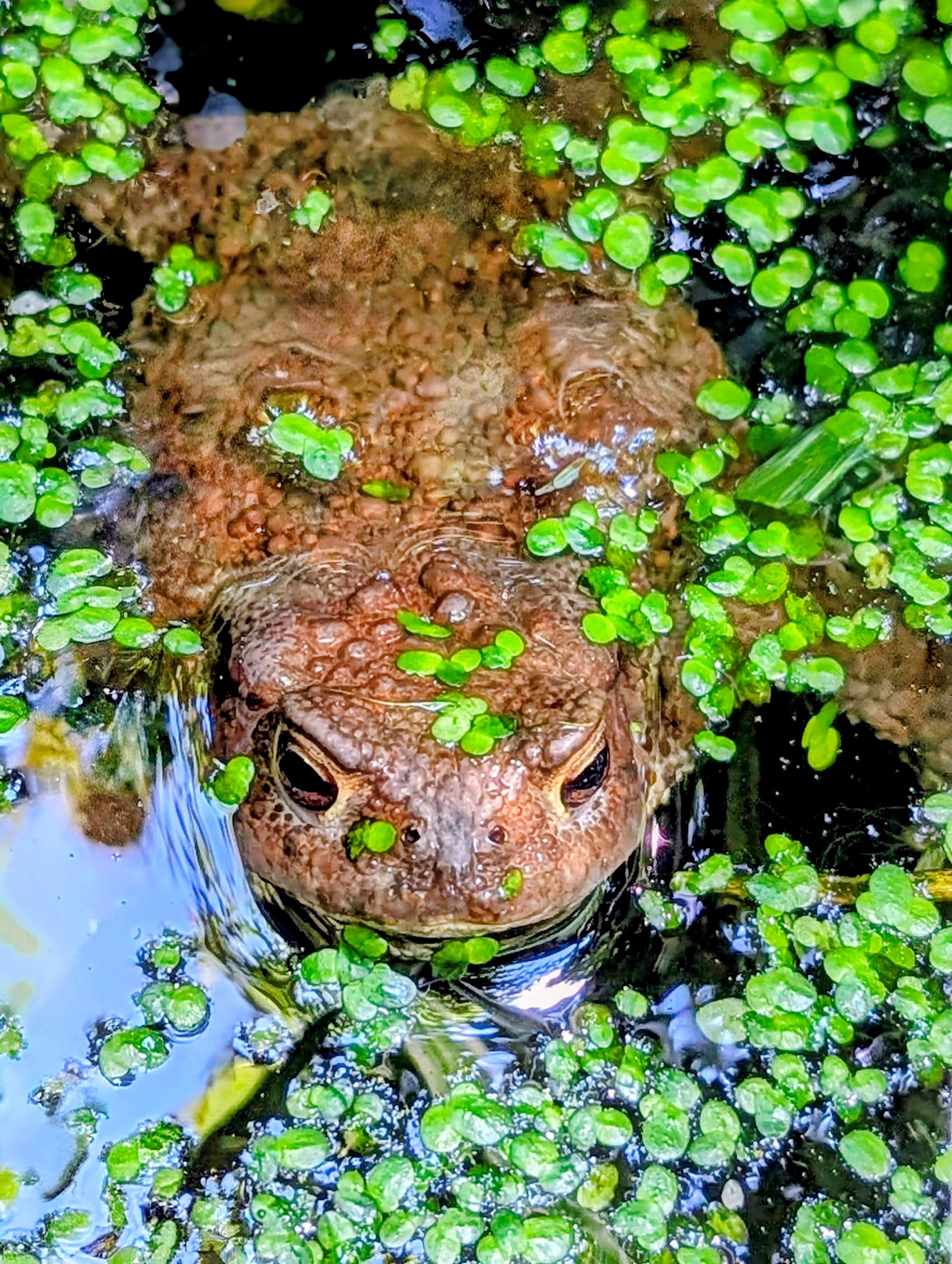 Petra Spanier: Frosch im Gartenteich Petra Spanier: Frosch im Gartenteich