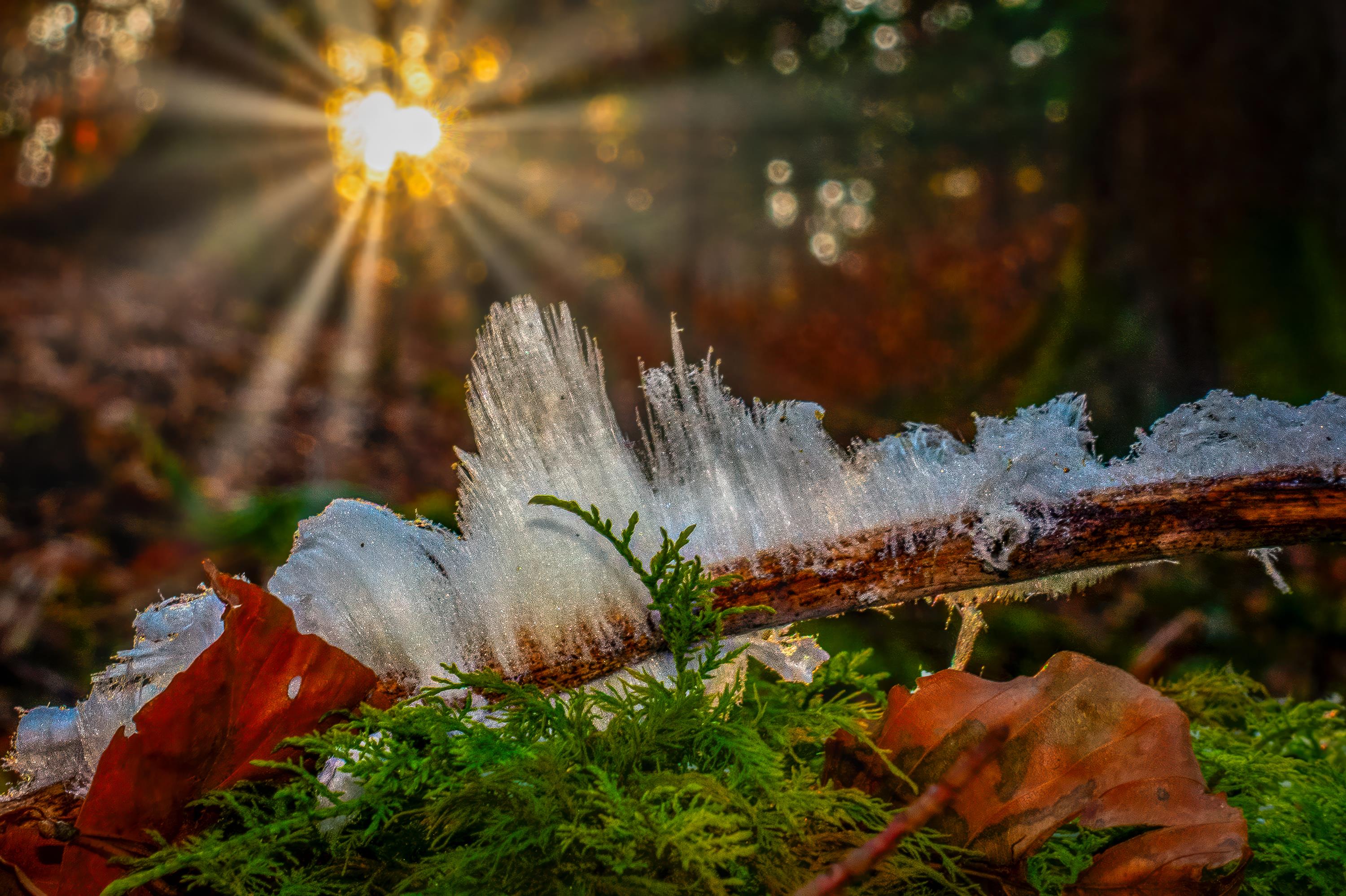 Thilo Bauer (1) Thilo Bauer (1)