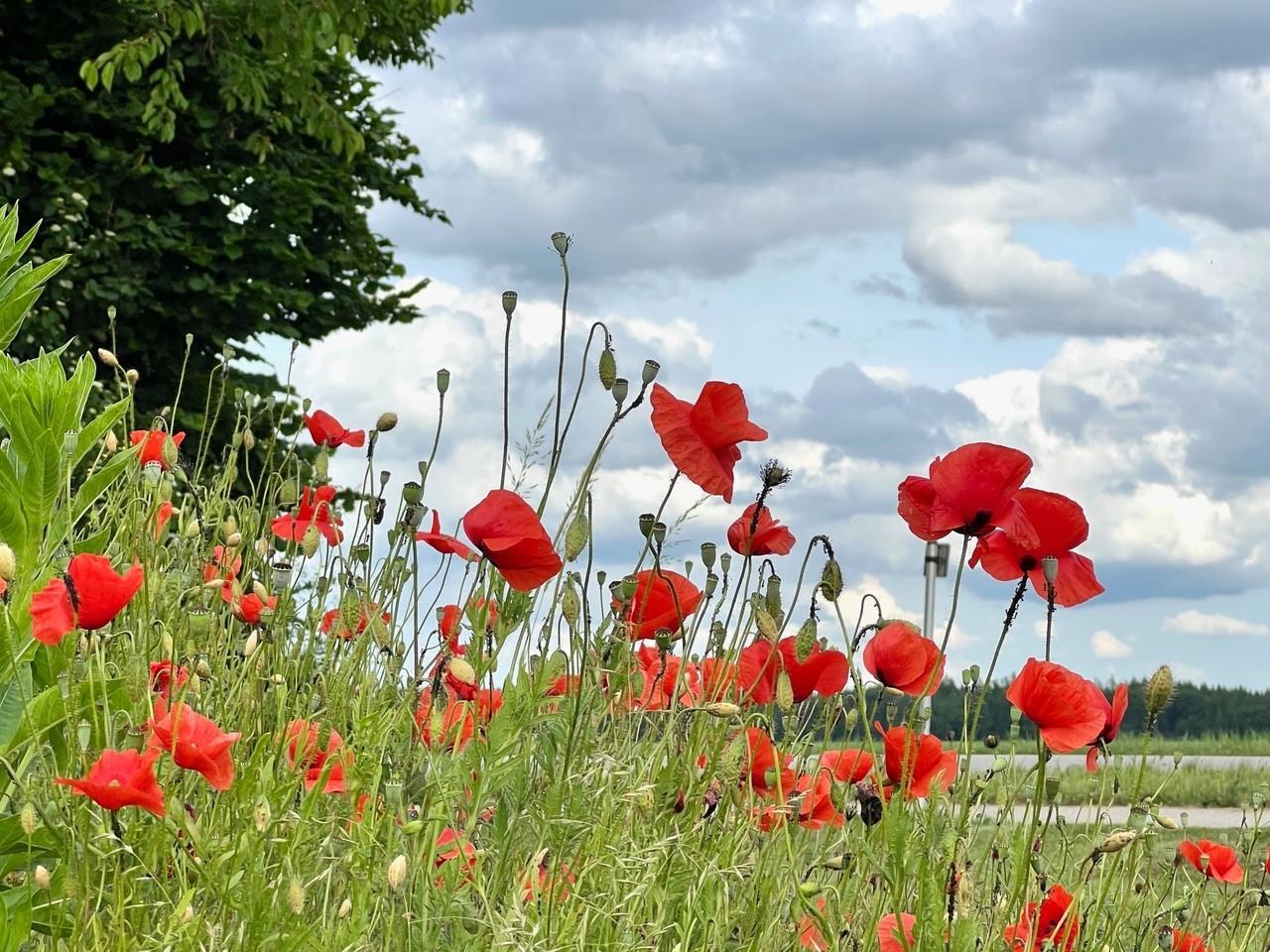 Brigitte Gajewski Brigitte Gajewski